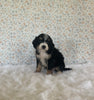 Mini Bernedoodle For Sale Holmesville OH Female-Harper