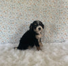 Mini Bernedoodle For Sale Holmesville OH Female-Harper