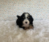 Mini Bernedoodle For Sale Holmesville OH Male-Otis