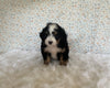 Mini Bernedoodle For Sale Holmesville OH Male-Otis