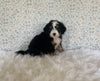 Mini Bernedoodle For Sale Holmesville OH Male-Otis