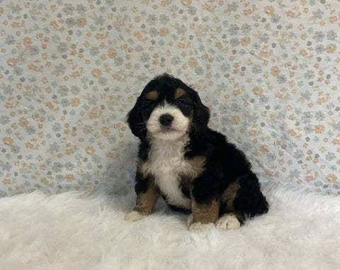 Mini Bernedoodle For Sale Holmesville OH Male-Oliver
