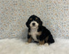 Mini Bernedoodle For Sale Holmesville OH Male-Oliver