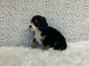Mini Bernedoodle For Sale Holmesville OH Male-Oliver