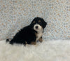 Mini Bernedoodle For Sale Holmesville OH Male-Oliver