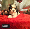 Mini Bernedoodle -Tri Color- For Sale Fredericksburg, OH Male- Harley