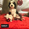 Mini Bernedoodle -Tri Color- For Sale Fredericksburg, OH Male- Harley