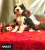Mini Bernedoodle -Tri Color- For Sale Fredericksburg, OH Male- Harley