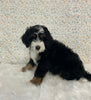 Mini Bernedoodle For Sale Holmesville OH Male-Oscar