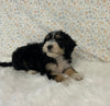 Mini Bernedoodle For Sale Holmesville OH Female-Harper