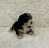 Mini Bernedoodle For Sale Holmesville OH Female-Harper