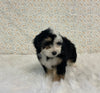 Mini Bernedoodle For Sale Holmesville OH Female-Halo