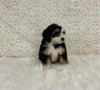 Mini Bernedoodle For Sale Holmesville OH Female-Halo