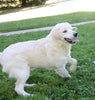 AKC Registered English Cream Golden Retriever For Sale Fredericksburg, OH Male- Norbo