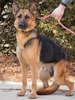 AKC Registered German Shepherd For Sale Fredericksburg, OH Male- Dakota
