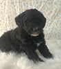 AKC Registered Mini Poodle For Sale Holmesville OH Male-Bear