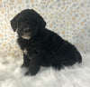 AKC Registered Mini Poodle For Sale Holmesville OH Male-Bear