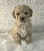 AKC Registered Mini Poodle For Sale Holmesville OH Male-Milo