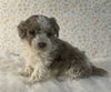 AKC Registered Mini Poodle For Sale Holmesville OH Male-Gus