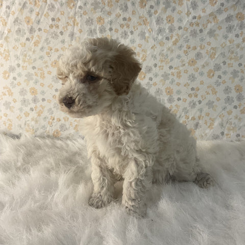 AKC Registered Mini Poodle For Sale Holmesville OH Male-Buddy