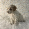 AKC Registered Mini Poodle For Sale Holmesville OH Male-Buddy