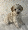 AKC Registered Mini Poodle For Sale Holmesville OH Male-Buddy