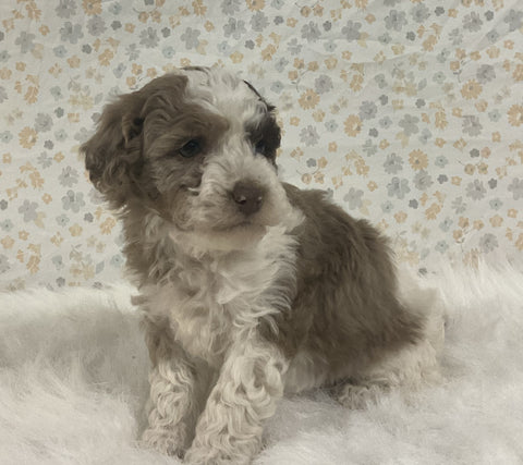 AKC Registered Mini Poodle For Sale Holmesville OH Female-Bella