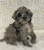AKC Registered Mini Poodle For Sale Holmesville OH Female-Honey