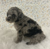 AKC Registered Mini Poodle For Sale Holmesville OH Female-Honey