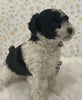 AKC Registered Mini Poodle For Sale Holmesville OH Female-Oreo