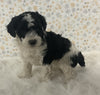 AKC Registered Mini Poodle For Sale Holmesville OH Female-Oreo