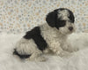 AKC Registered Mini Poodle For Sale Holmesville OH Female-Ginger
