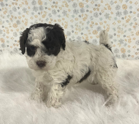 AKC Registered Mini Poodle For Sale Holmesville OH Female-Ginger