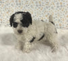 AKC Registered Mini Poodle For Sale Holmesville OH Female-Ginger