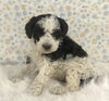 AKC Registered Mini Poodle For Sale Holmesville OH Male-Odie