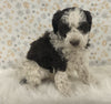 AKC Registered Mini Poodle For Sale Holmesville OH Male-Odie