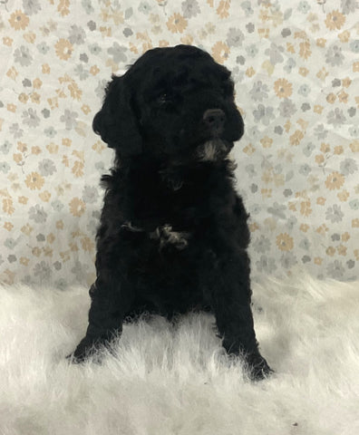AKC Registered Mini Poodle For Sale Holmesville OH Male-Ozzy
