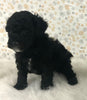 AKC Registered Mini Poodle For Sale Holmesville OH Male-Teddy