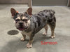 AKC Registered French Bulldog For Sale Danville OH Male-Vasko CHRISTMAS SPECIAL