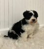 Mini Sheepadoodle For Sale Holmesville OH Female-Millie