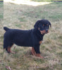 AKC Registered Rottweiler For Sale Sugarcreek OH Female-Addison