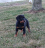 AKC Registered Rottweiler For Sale Sugarcreek OH Female-Shadow