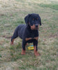 AKC Registered Rottweiler For Sale Sugarcreek OH Female-Shadow