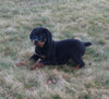 AKC Registered Rottweiler For Sale Sugarcreek OH Male-Tyson