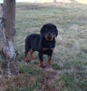AKC Registered Rottweiler For Sale Sugarcreek OH Male-Tyson