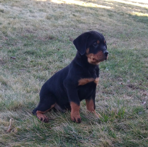 AKC Registered Rottweiler For Sale Sugarcreek OH Male-Rosco