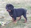 AKC Registered Rottweiler For Sale Sugarcreek OH Male-Diamond