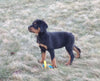 AKC Registered Rottweiler For Sale Sugarcreek OH Female-Bailey