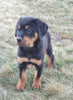 AKC Registered Rottweiler For Sale Sugarcreek OH Female-Bailey