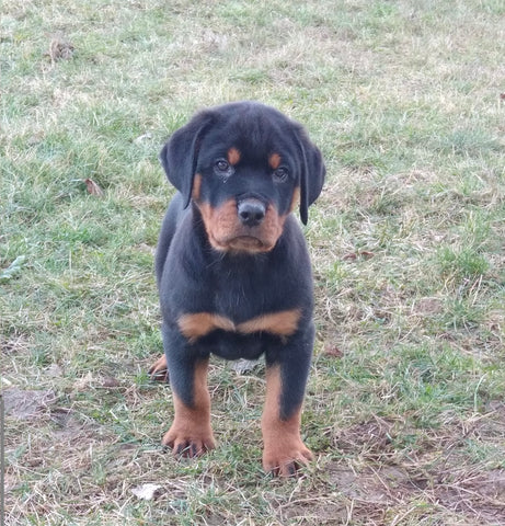 AKC Registered Rottweiler For Sale Sugarcreek OH Male-Bruno